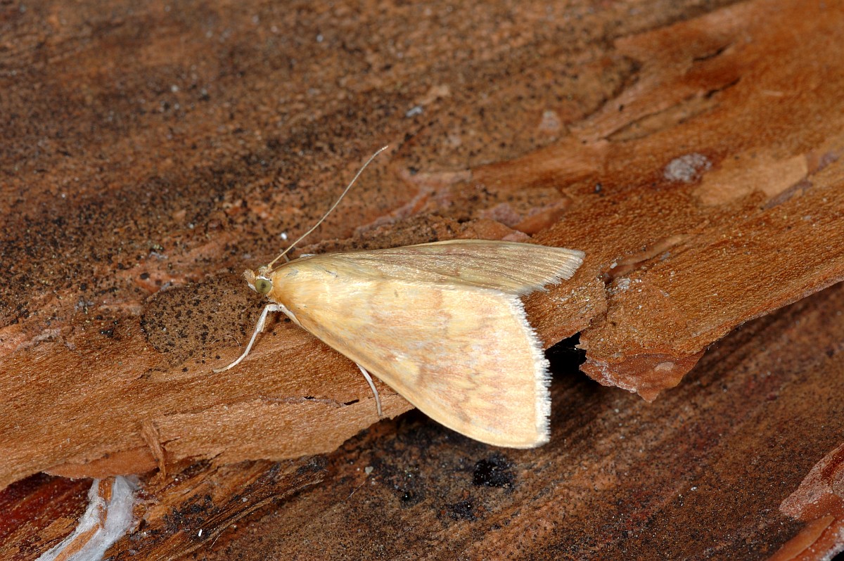 Ostrinia nubilalis